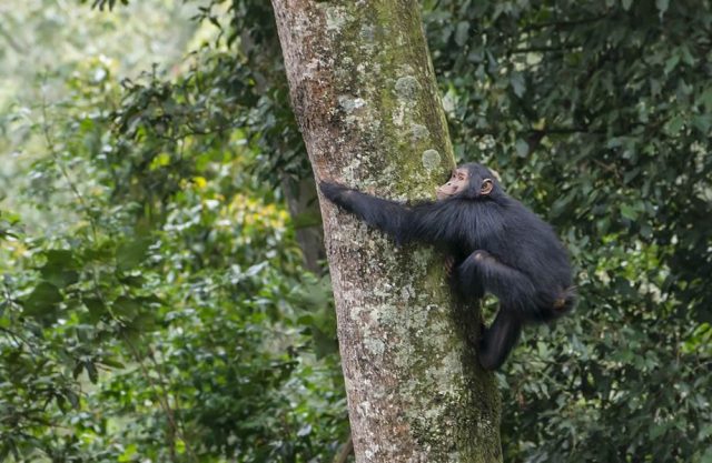 Nyungwe Chimpanzee