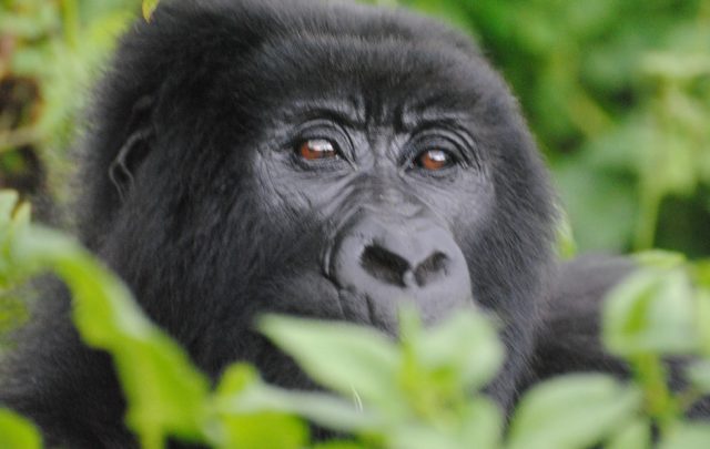 Bwindi Mountain Gorilla